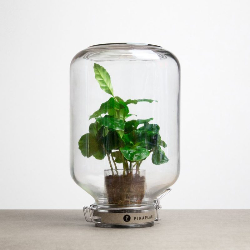 PIKAPLANT JAR